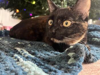 Rescue Domestic Short Hair Cats for Adoption in Rossville, Georgia - Wampus | PetCurious