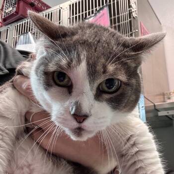 Sassy -  Domestic Short Hair Cat for Adoption in Clearwater, Florida - Sassy | PetCurious