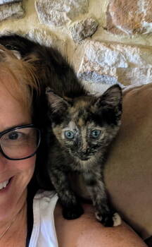 Rescue Domestic Short Hair Cats for Adoption in Broomall, Pennsylvania - Coral | PetCurious