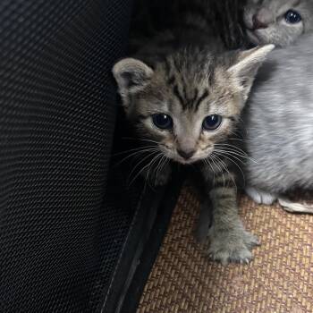 Puppet -  Domestic Short Hair Cat for Adoption in Philadelphia, Pennsylvania - Puppet | PetCurious