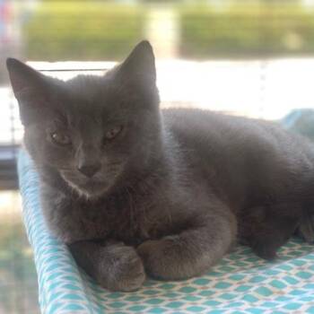 Smokey -  Domestic Short Hair Cat for Adoption in Chesapeake, Virginia - Smokey | PetCurious