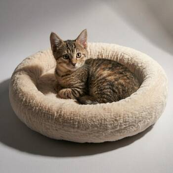 Cara (tabbico) -  Domestic Short Hair Cat for Adoption in Allen, Texas - Cara (tabbico) | PetCurious