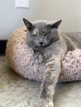 Domestic Short Hair Cats Available for Adoption - Calliope | PetCurious