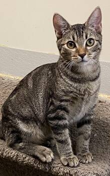 Jelly Roll -  Domestic Short Hair Cat for Adoption in Los Angeles, California - Jelly Roll | PetCurious