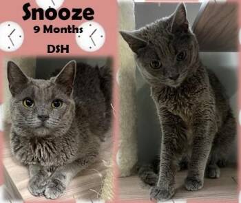Snooze -  Domestic Short Hair Cat for Adoption in Franklin, Indiana - Snooze | PetCurious