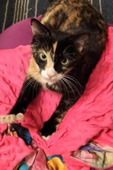 Calico Cats Available for Adoption in San Jacinto, California - Alina | PetCurious