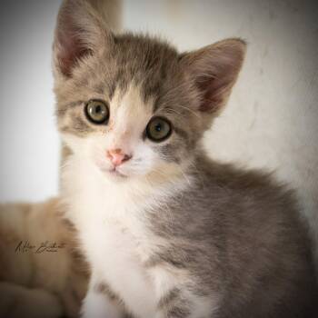 Dug -  Domestic Short Hair Cat for Adoption in Calgary, Alberta - Dug | PetCurious