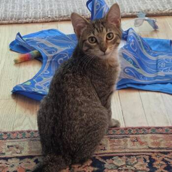 Luke Mathews -  Domestic Short Hair and Tabby Cat for Adoption in Morrison, Colorado - Luke Mathews | PetCurious