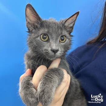 Granite -  Domestic Short Hair Cat for Adoption in Washington, District Of Columbia - Granite | PetCurious
