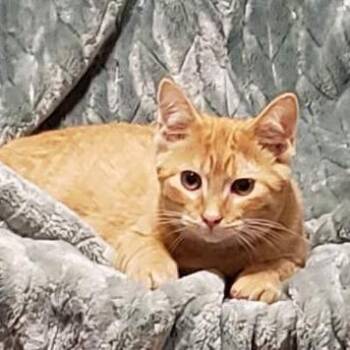 Percy -  Domestic Short Hair Cat for Adoption in Johnstown, Pennsylvania - Percy | PetCurious