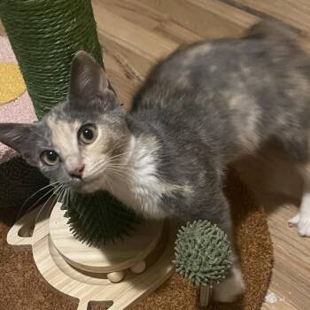 Lady Eleanor -  Domestic Medium Hair Cat for Adoption in Inman, South Carolina - Lady Eleanor | PetCurious