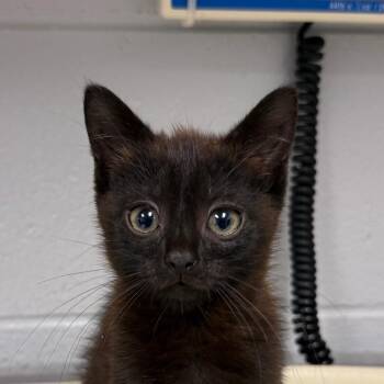 Wilbur -  Domestic Medium Hair Cat for Adoption in Greenville, South Carolina - Wilbur | PetCurious