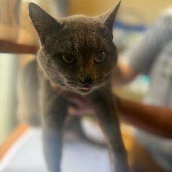 Domestic Short Hair Cats Available for Adoption in Corinth, Mississippi - Smokey | PetCurious