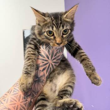Buster -  American Bobtail Cat for Adoption in Englewood, Florida - Buster | PetCurious