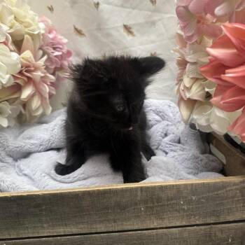 Stove -  Domestic Long Hair Cat for Adoption in Newberg, Oregon - Stove | PetCurious