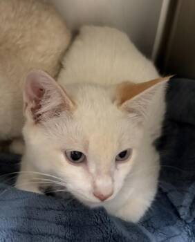 Percy -  Domestic Short Hair Cat for Adoption in Challis, Idaho - Percy | PetCurious