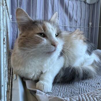 Domestic Medium Hair Cats Available for Adoption - Darla | PetCurious