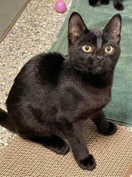 Slinky -  Domestic Short Hair Cat for Adoption in Eastsound, Washington - Slinky | PetCurious
