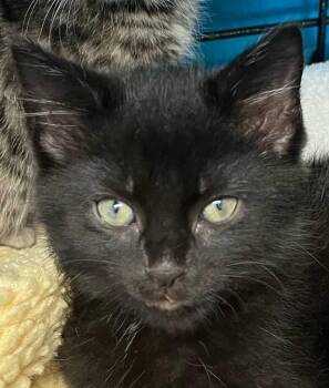 Rescue Domestic Medium Hair Cats for Adoption in Robinson, Illinois - Blaine | PetCurious