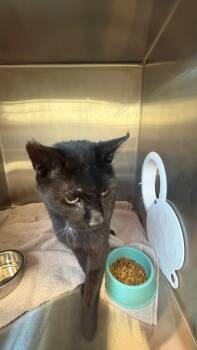 Midnight -  Domestic Short Hair Cat for Adoption in Clarksville, Tennessee - Midnight | PetCurious