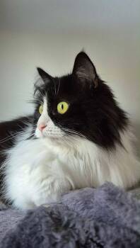 Diesel -  Domestic Long Hair Cat for Adoption in Courtenay, British Columbia - Diesel | PetCurious
