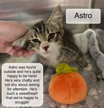 Astro -  Domestic Short Hair Cat for Adoption in Ellicott City, Maryland - Astro | PetCurious