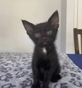 Coal -  Domestic Short Hair Cat for Adoption in Columbia, Maryland - Coal | PetCurious