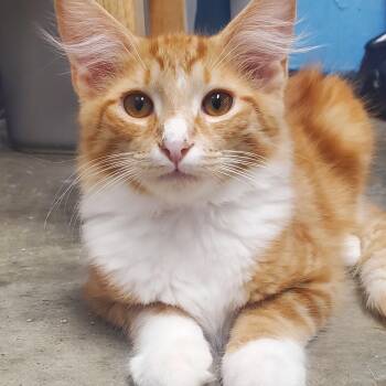 Nacho -  Domestic Medium Hair Cat for Adoption in Grove City, Ohio - Nacho | PetCurious