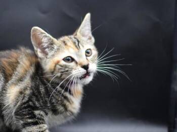 Venice -  Domestic Short Hair Cat for Adoption in Portland, Oregon - Venice | PetCurious