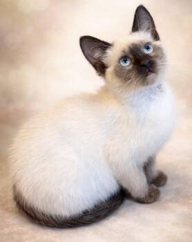 Domestic Short Hair and Tortoiseshell Cats Available for Adoption - Sprout: Not At The Shelter (Faith) Avail 4/10 | PetCurious