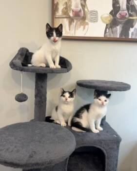 Patches -  Domestic Short Hair Cat for Adoption in North Babylon, New York - Patches | PetCurious