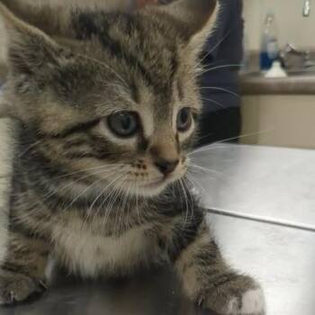 Rocko -  Domestic Short Hair Cat Available for Adoption in Shinnston, West Virginia - Rocko | PetCurious