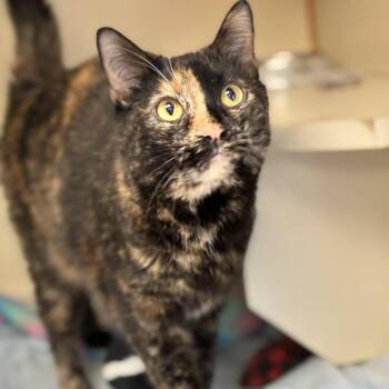 Stories -  Domestic Short Hair and Mixed Breed Cat for Adoption in South Elgin, Illinois - Stories | PetCurious