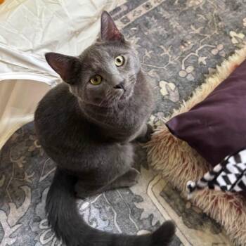 Timmy & Dolly -  Domestic Short Hair Cat for Adoption in Andover, Connecticut - Timmy & Dolly | PetCurious