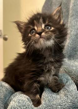 Domestic Short Hair Cats Available for Adoption in Virginia Beach, Virginia - Hyacinth | PetCurious