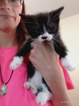 Rabbit -  Domestic Short Hair Cat for Adoption in Saint James, Minnesota - Rabbit | PetCurious