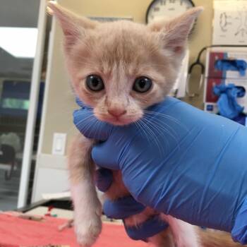 Dallas -  Domestic Short Hair Cat for Adoption in Ojai, California - Dallas | PetCurious