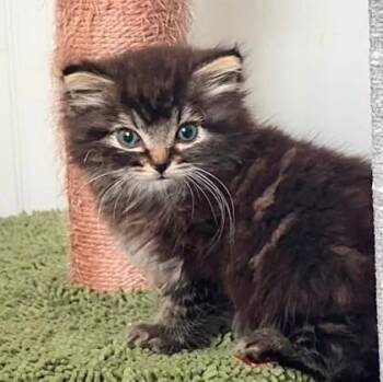 Bear -  Domestic Medium Hair Cat for Adoption in Kansas City, Missouri - Bear | PetCurious
