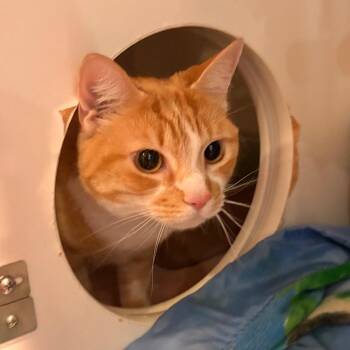 Domestic Short Hair Cats Available for Adoption in South Burlington, Vermont - Ella | PetCurious