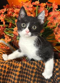 6/3/26 Jake -  Domestic Short Hair Cat for Adoption in Stillwater, Oklahoma - 6/3/26 Jake | PetCurious