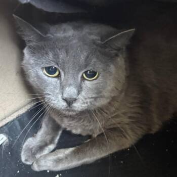 Emma -  Russian Blue Cat for Adoption in Anderson, Texas - Emma | PetCurious