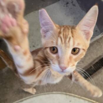 Felix -  Domestic Short Hair Cat for Adoption in Redwood Valley, California - Felix | PetCurious