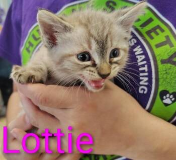 Lottie -  Siamese Cat for Adoption in Mena, Arkansas - Lottie | PetCurious