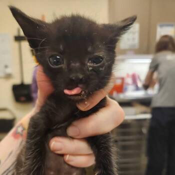 Danio -  Domestic Short Hair Cat Available for Adoption in Asheville, North Carolina - Danio | PetCurious