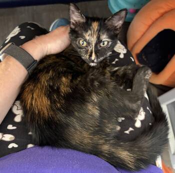 Tuulikki -  Domestic Short Hair Cat for Adoption in Mission Viejo, California - Tuulikki | PetCurious