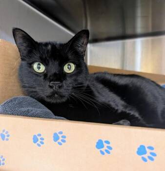 Linx -  Domestic Short Hair Cat for Adoption in Sechelt, British Columbia - Linx | PetCurious