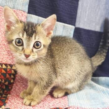 Trudy -  Domestic Short Hair Cat for Adoption in Mt. Juliet, Tennessee - Trudy | PetCurious