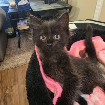 Bellatrix -  Domestic Long Hair Cat for Adoption in Long Beach, California - Bellatrix | PetCurious