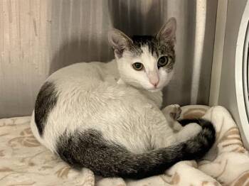Rescue Domestic Short Hair Cats for Adoption in Tustin, California - ELLEN | PetCurious