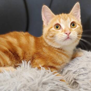 Rescue Domestic Short Hair Cats for Adoption in Belmont, New York - Monarch | PetCurious